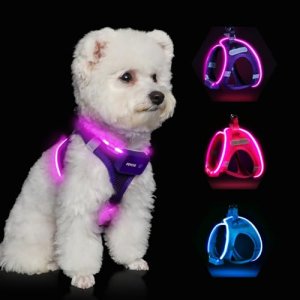 Feycig Arnés para Perros con Luces LED Recargable – Arnés Luminoso